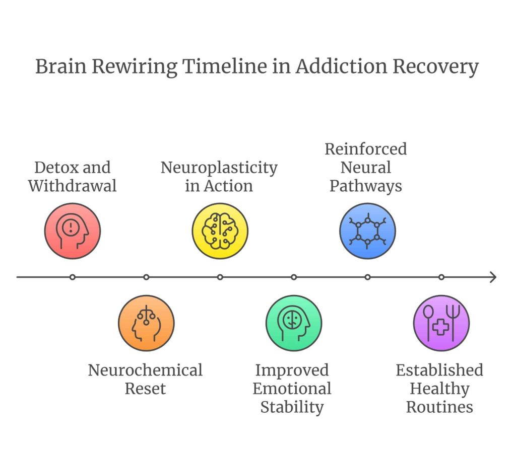 Infographic showing the typical timeline for brain rewiring in addiction recovery, including detox and withdrawal, neuroplasticity, reinforced neural pathways, neurochemical reset, improved emotional stability, and established healthy routines.